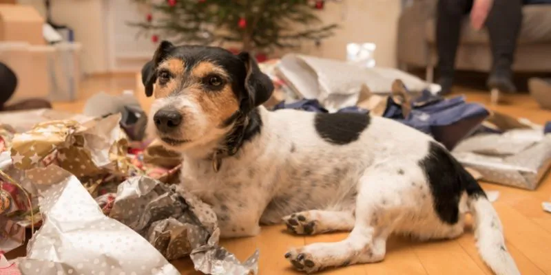 Christmas gift guide for dogs